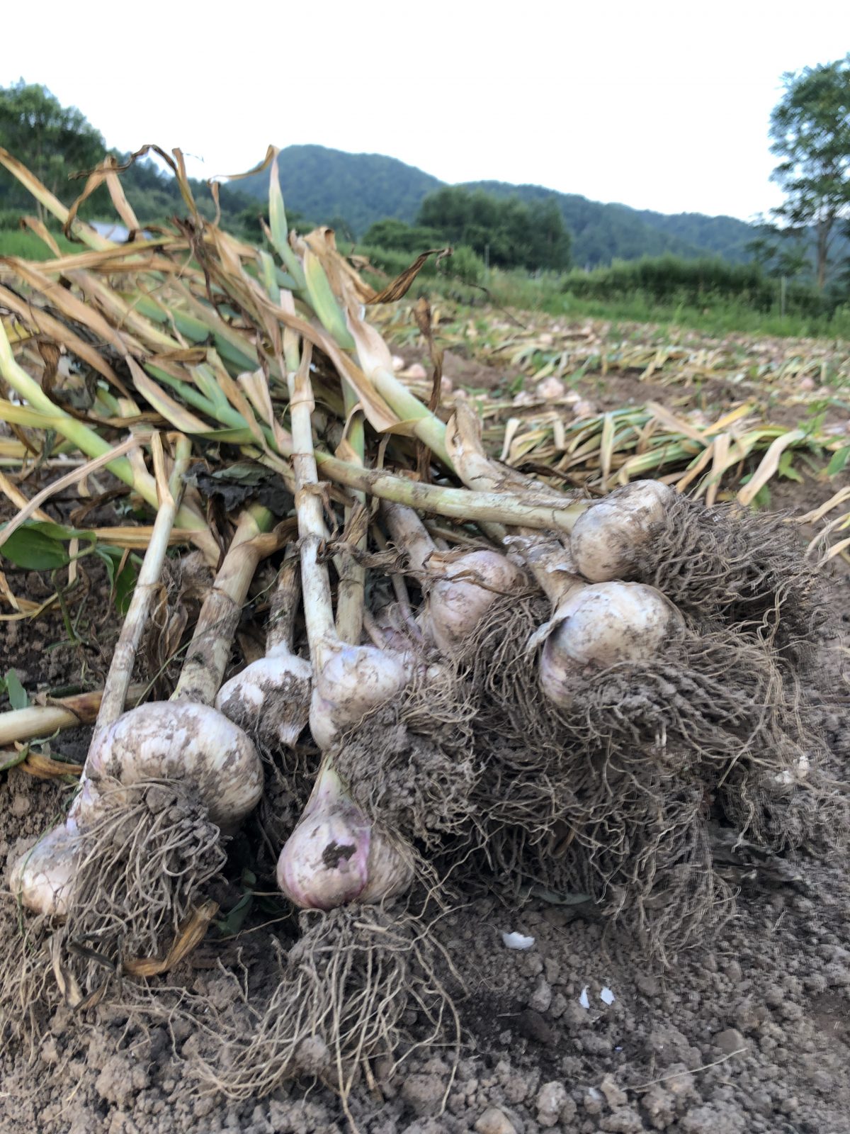 Farmland 農風景（2019年8月の出店者さん紹介その⑦）